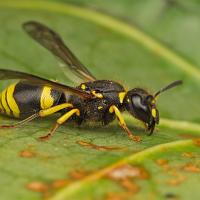 Potter Wasp 2 